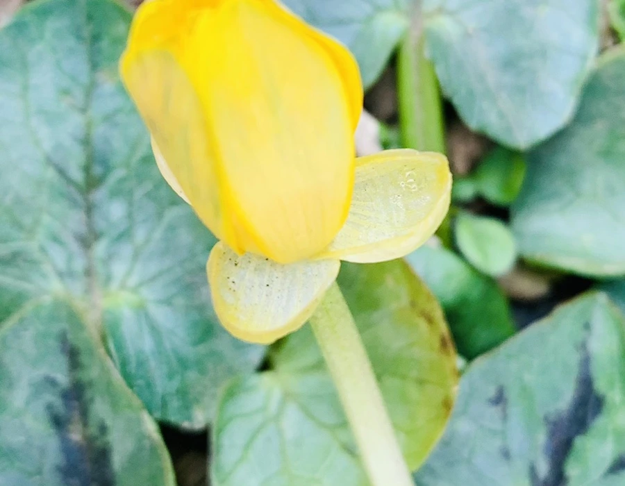 IMG_1520.jpg?type=w966