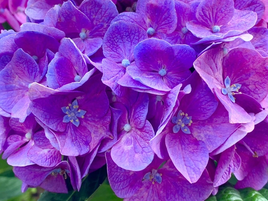 IMG_1085.jpg?type=w966