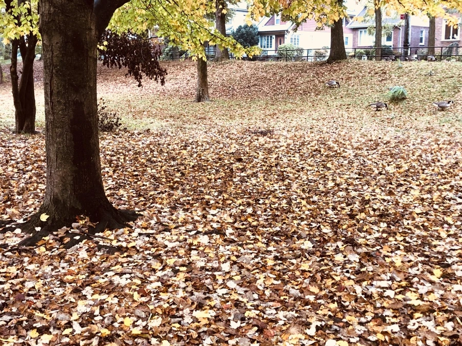 IMG_2948.jpg?type=w966