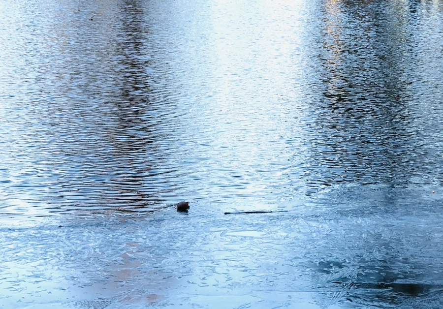 IMG_1103.jpg?type=w966