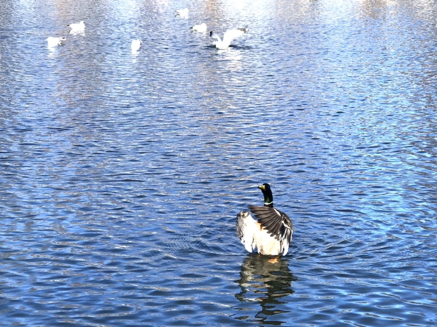 IMG_9723.jpg?type=w966