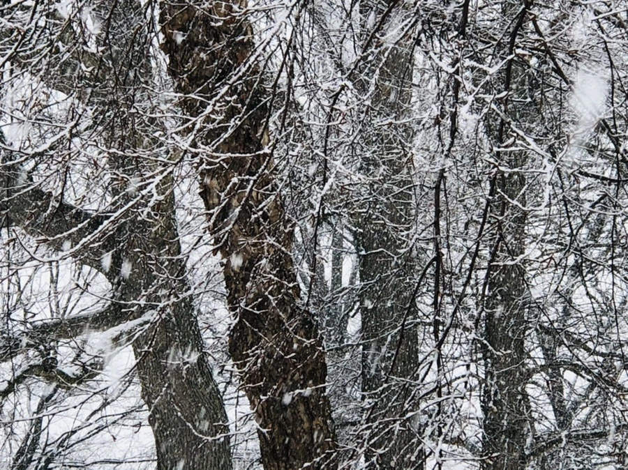 IMG_4241.jpg?type=w966