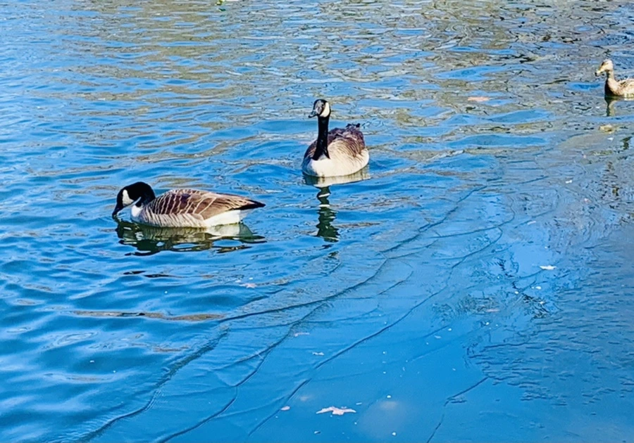 IMG_8278.jpg?type=w966