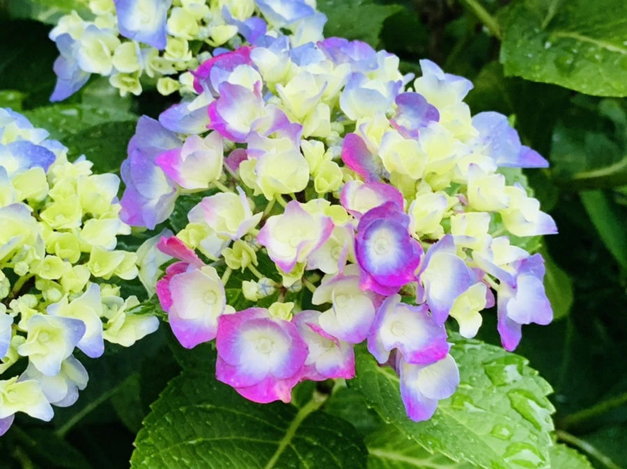 IMG_3483.jpg?type=w966