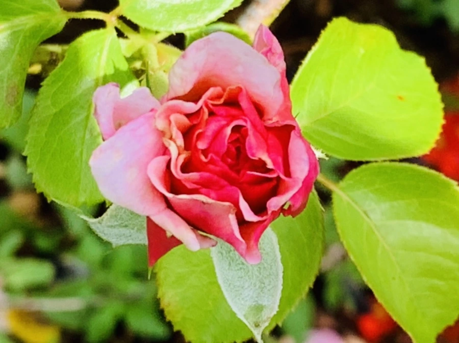 IMG_0551.jpg?type=w966