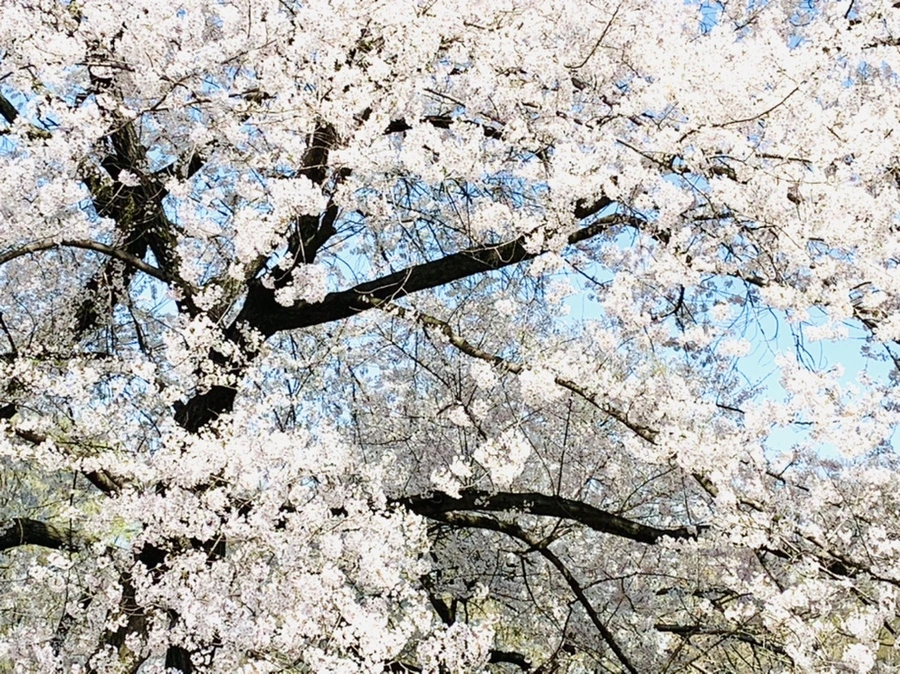 IMG_8922.jpg?type=w966