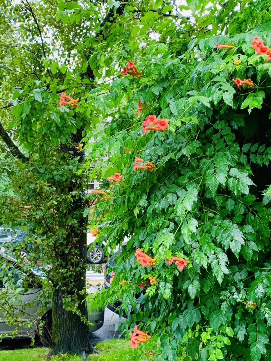 IMG_0061.jpg?type=w966