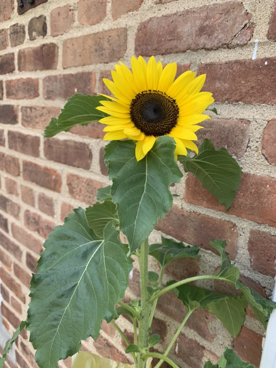 IMG_1795.jpg?type=w966