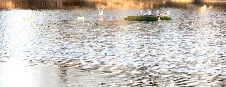 IMG_0772.jpg?type=w966