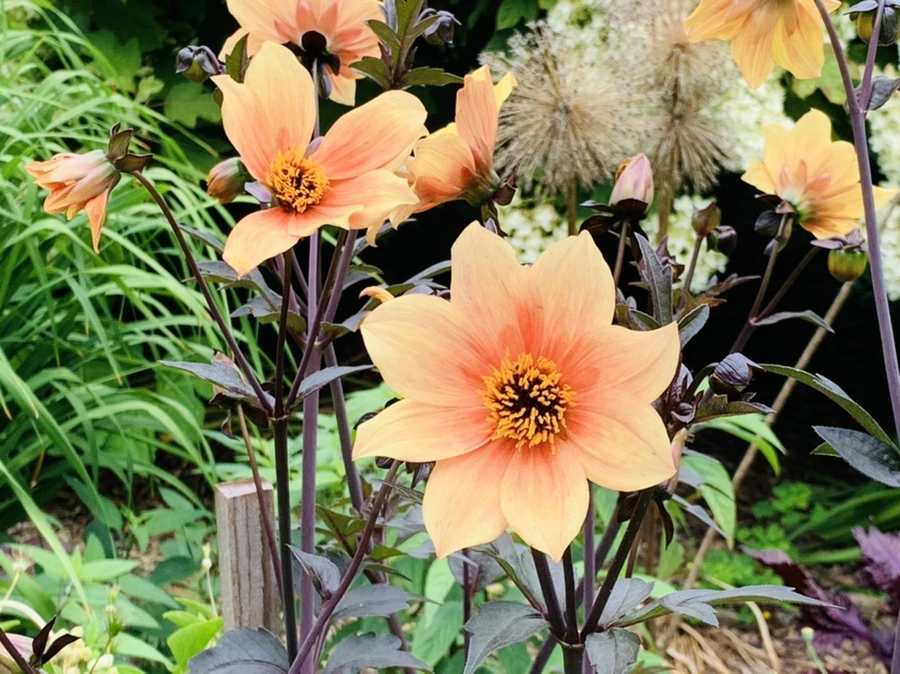 IMG_2632.jpg?type=w966