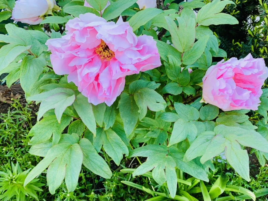 IMG_0548.jpg?type=w966