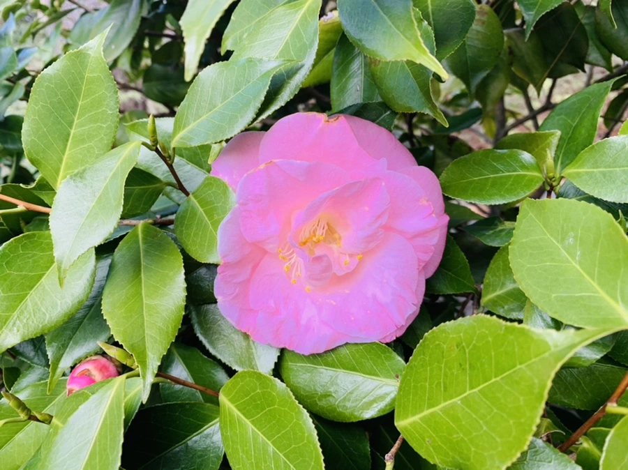 IMG_6403.jpg?type=w966