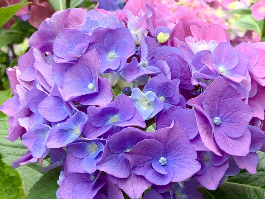 IMG_5735.jpg?type=w966