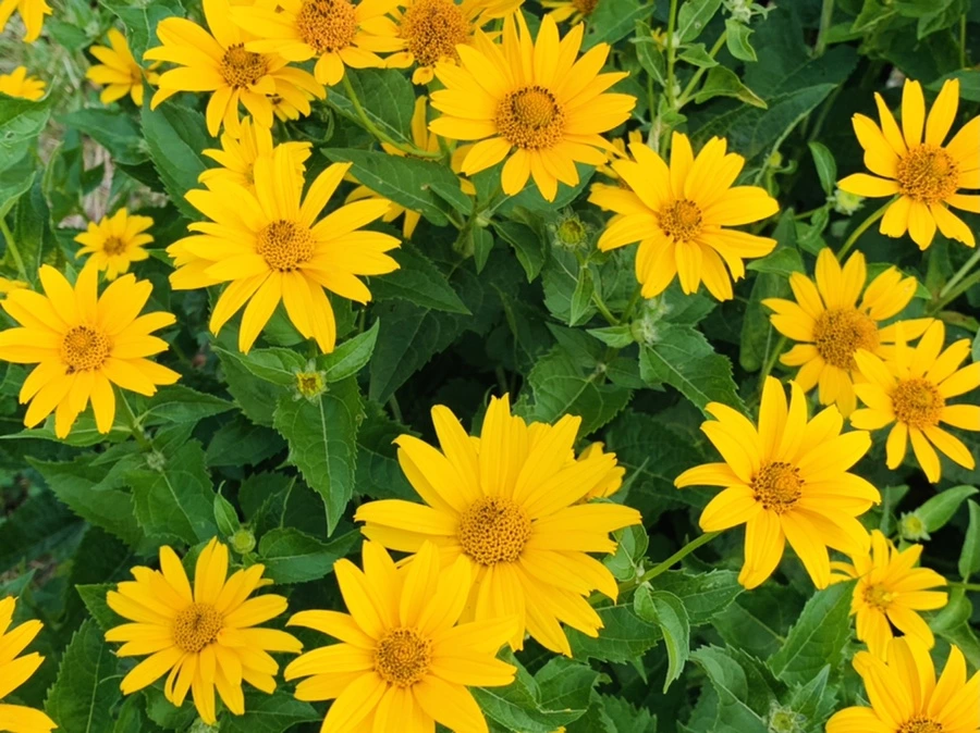 IMG_7213.jpg?type=w966