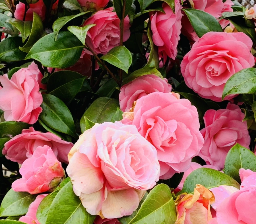 IMG_1417.jpg?type=w966