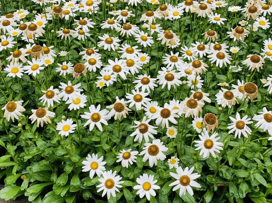 IMG_0159.jpg?type=w966