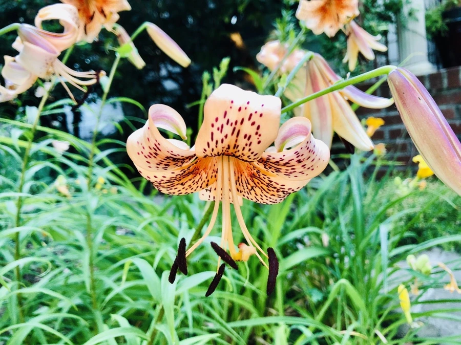 IMG_0314.jpg?type=w966