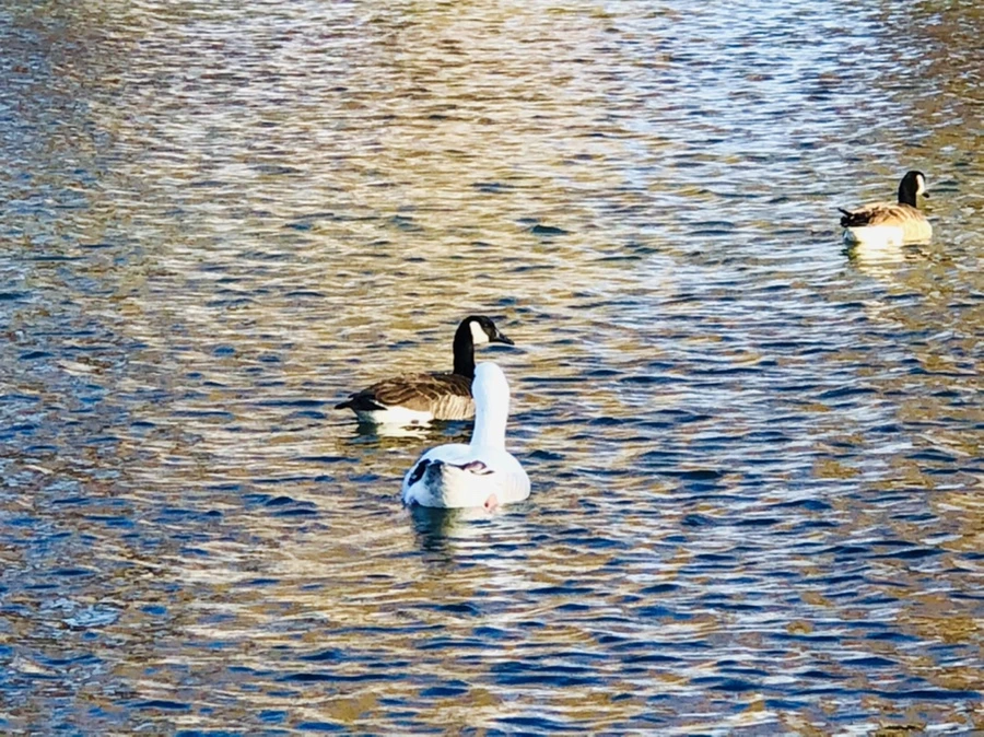 IMG_3874.jpg?type=w966