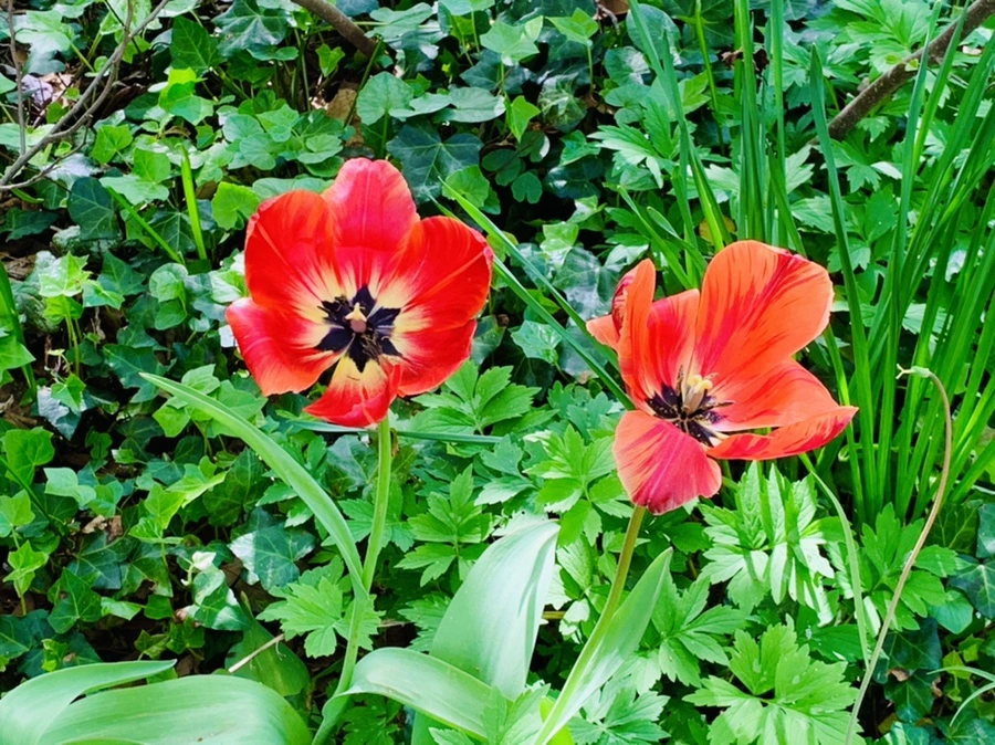 IMG_6854.jpg?type=w966