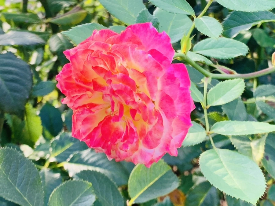 IMG_1210.jpg?type=w966