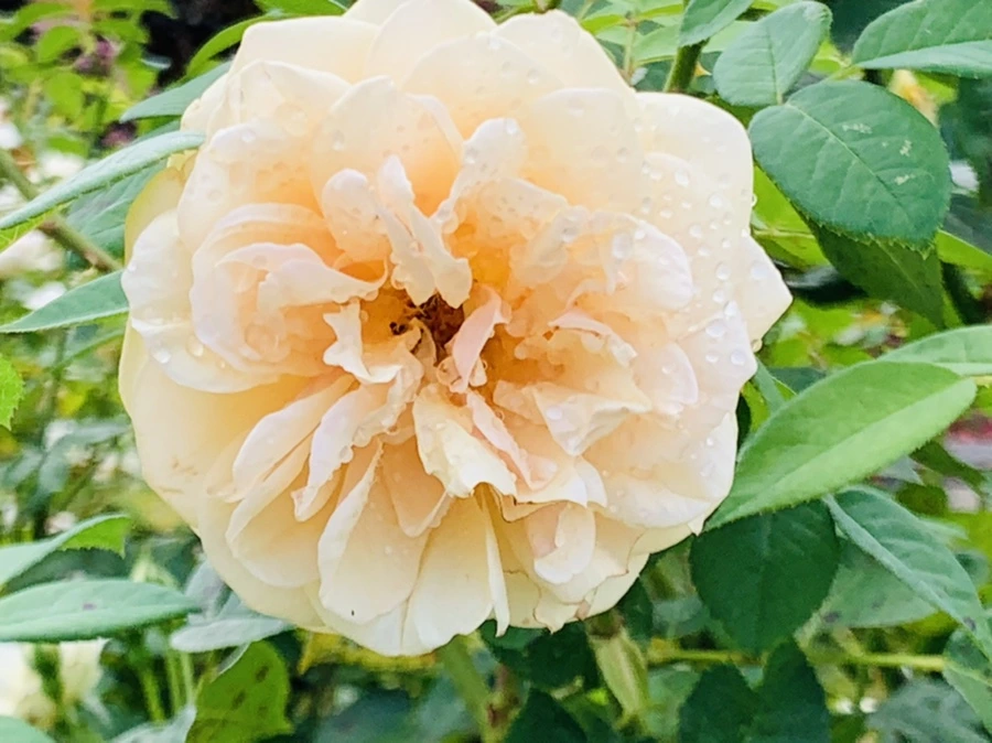 IMG_4983.jpg?type=w966