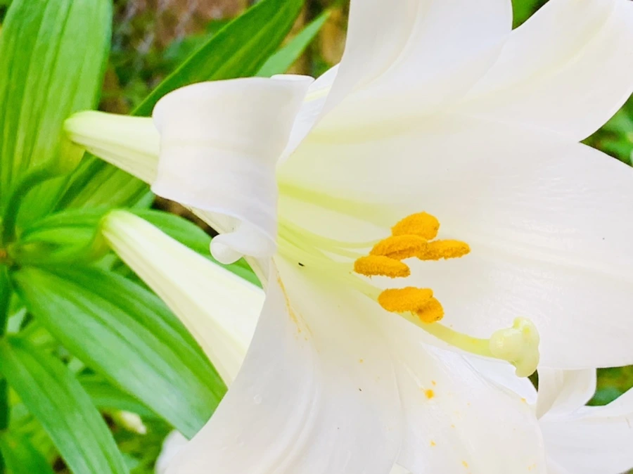 IMG_1018.jpg?type=w966