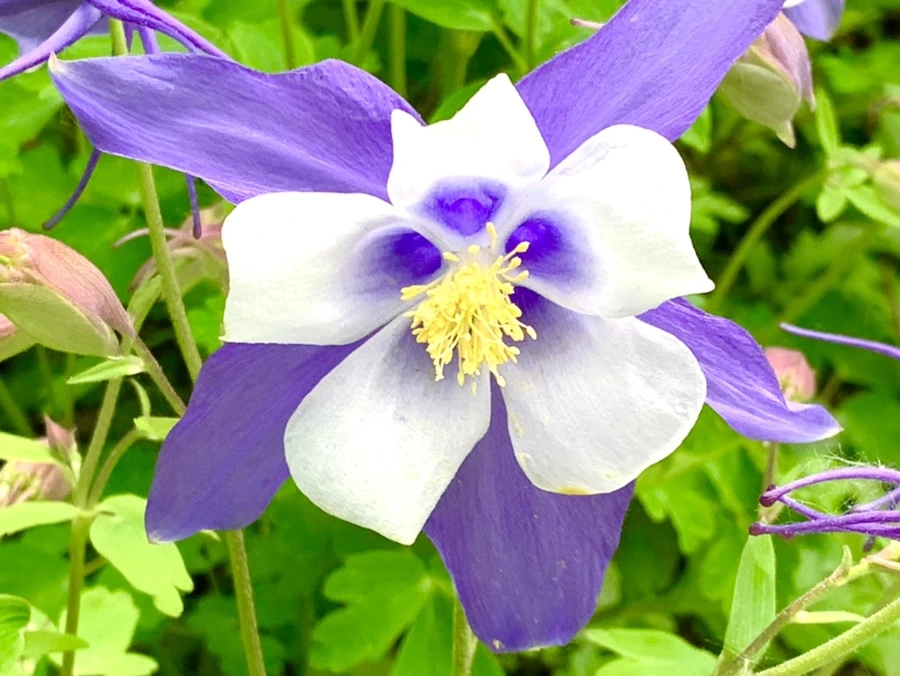 IMG_1226.jpg?type=w966