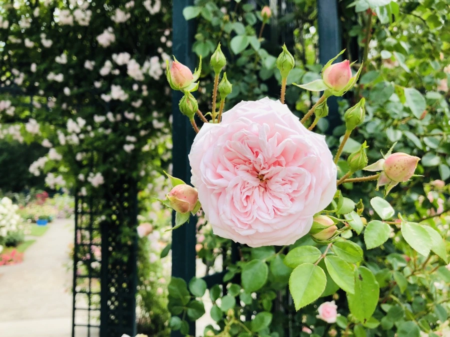 IMG_5704.jpg?type=w966