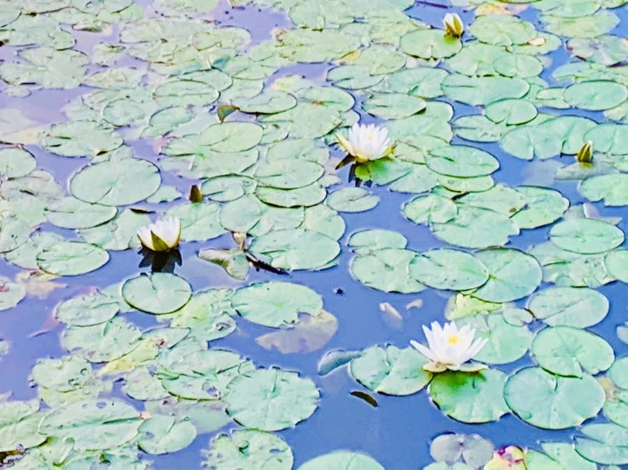 IMG_7879.jpg?type=w966