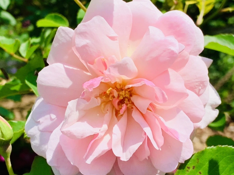 IMG_4258.jpg?type=w966