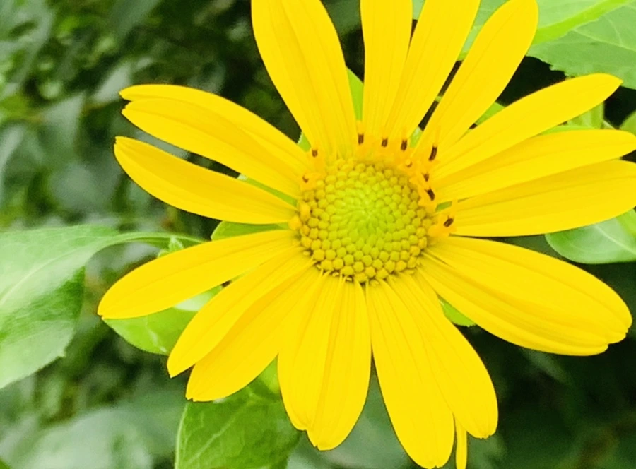 IMG_1078.jpg?type=w966