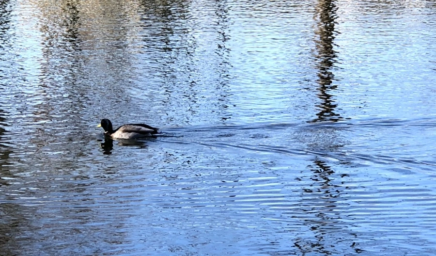 IMG_9745.jpg?type=w966