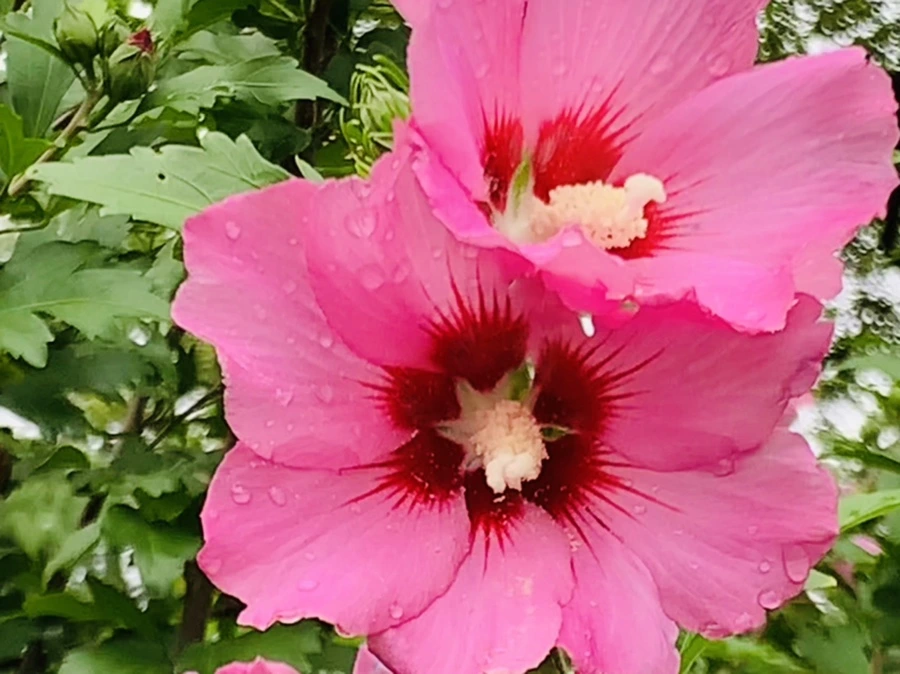 IMG_1005.jpg?type=w966