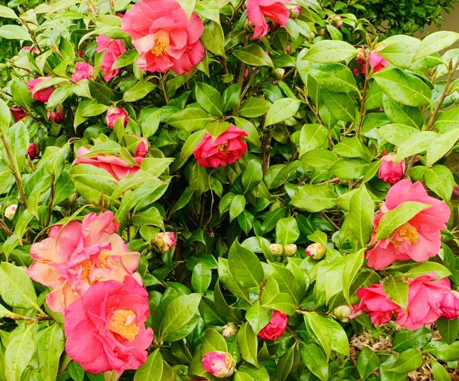 IMG_6263.jpg?type=w966