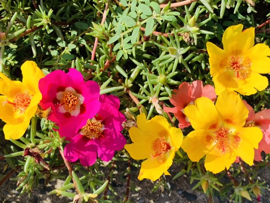 IMG_6713.jpg?type=w966