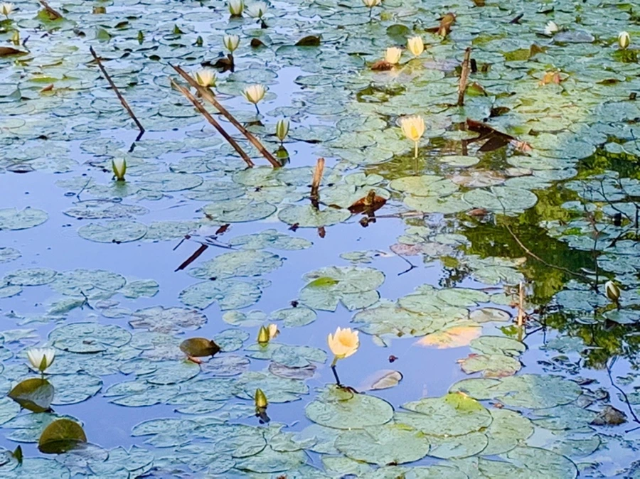 IMG_4339.jpg?type=w966