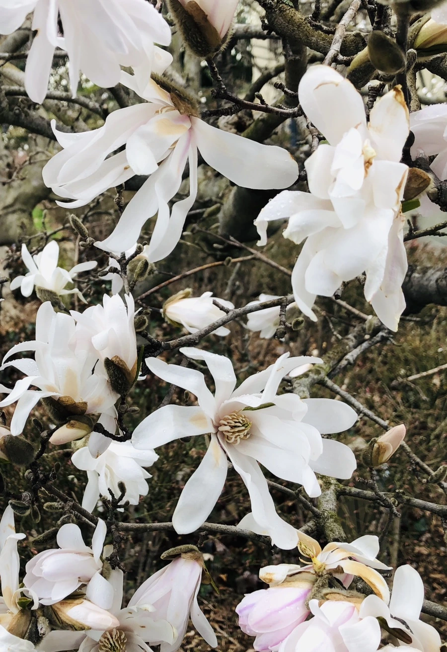 IMG_2334.jpg?type=w966