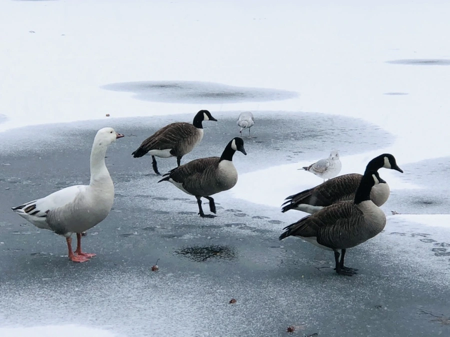 IMG_6029.jpg?type=w966