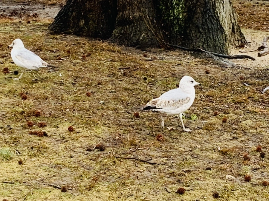 IMG_2075.jpg?type=w966