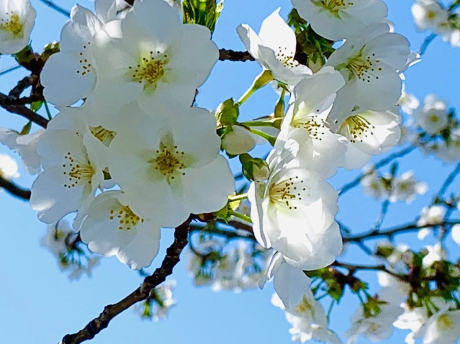 IMG_8418.jpg?type=w966