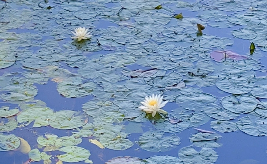 IMG_1903.jpg?type=w966