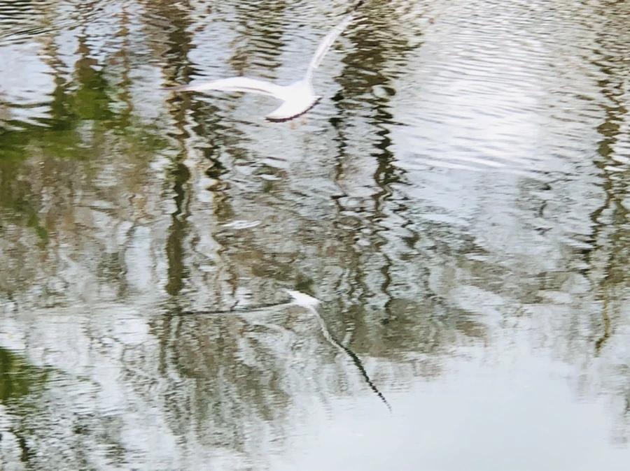 IMG_0029.jpg?type=w966