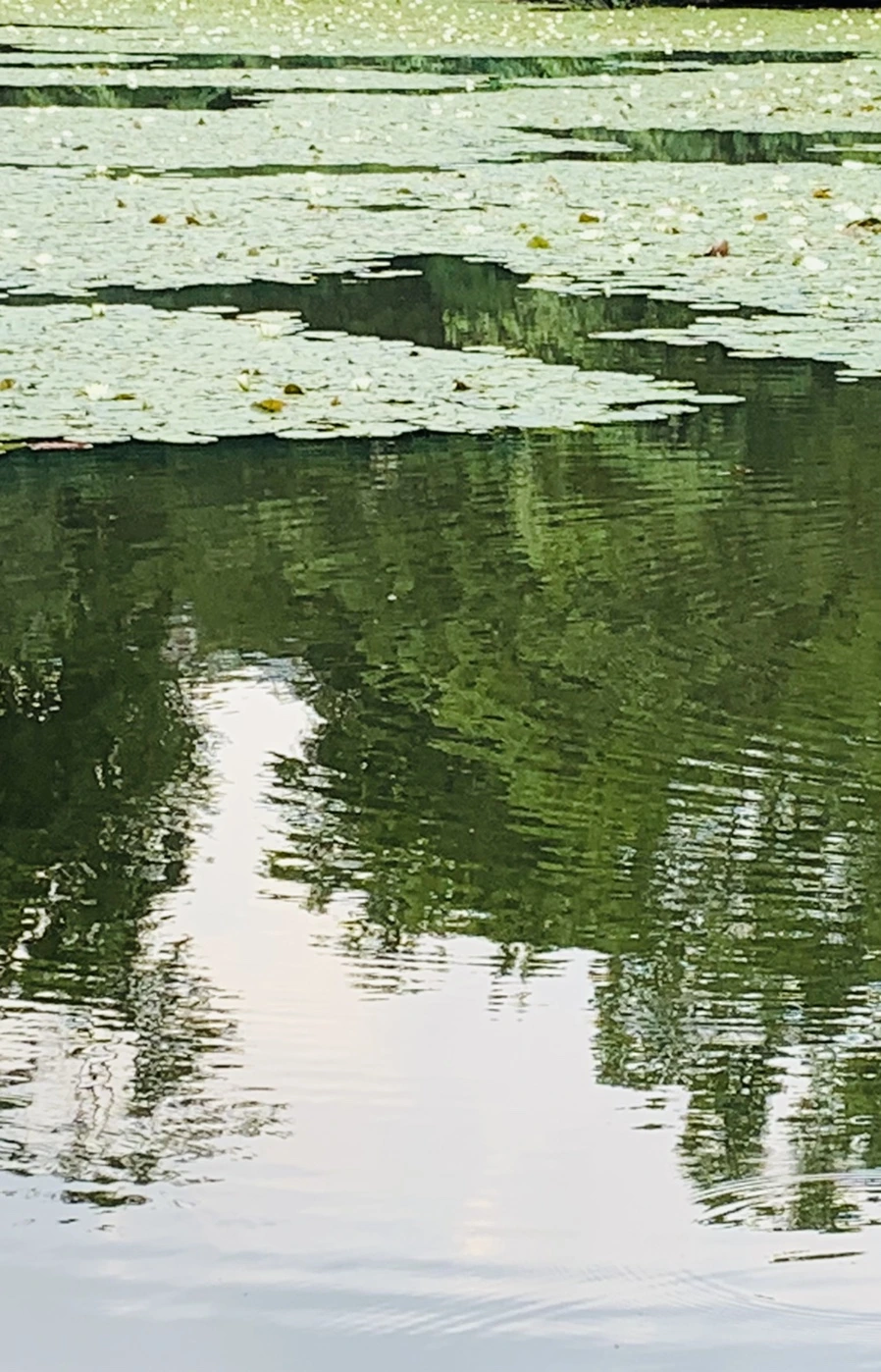 IMG_1505.jpg?type=w966