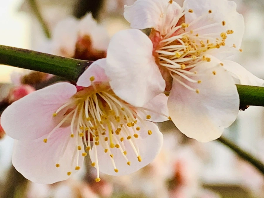 IMG_2825.jpg?type=w966