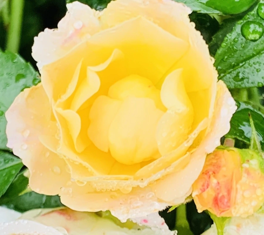 qIbVwUQecJiD1Bua5v2cIw5KtlI