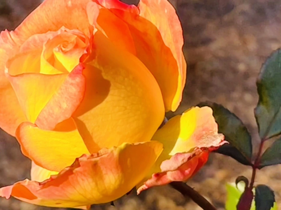 IMG_6021.jpg?type=w966