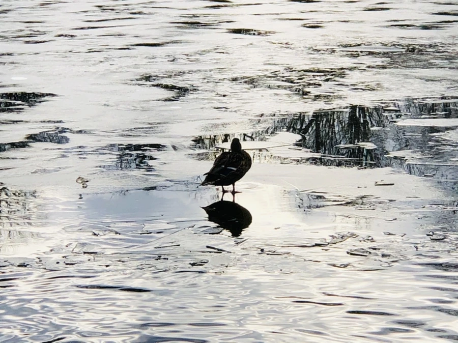 IMG_5039.jpg?type=w966