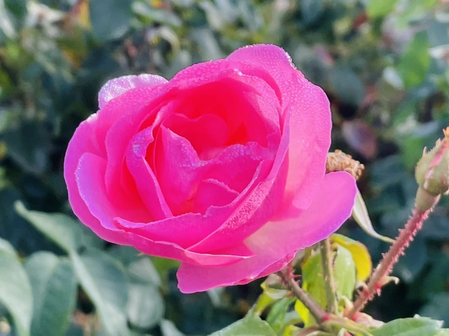 IMG_0997.jpg?type=w966