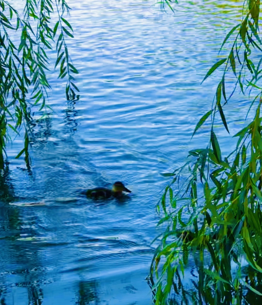 IMG_2507.jpg?type=w966