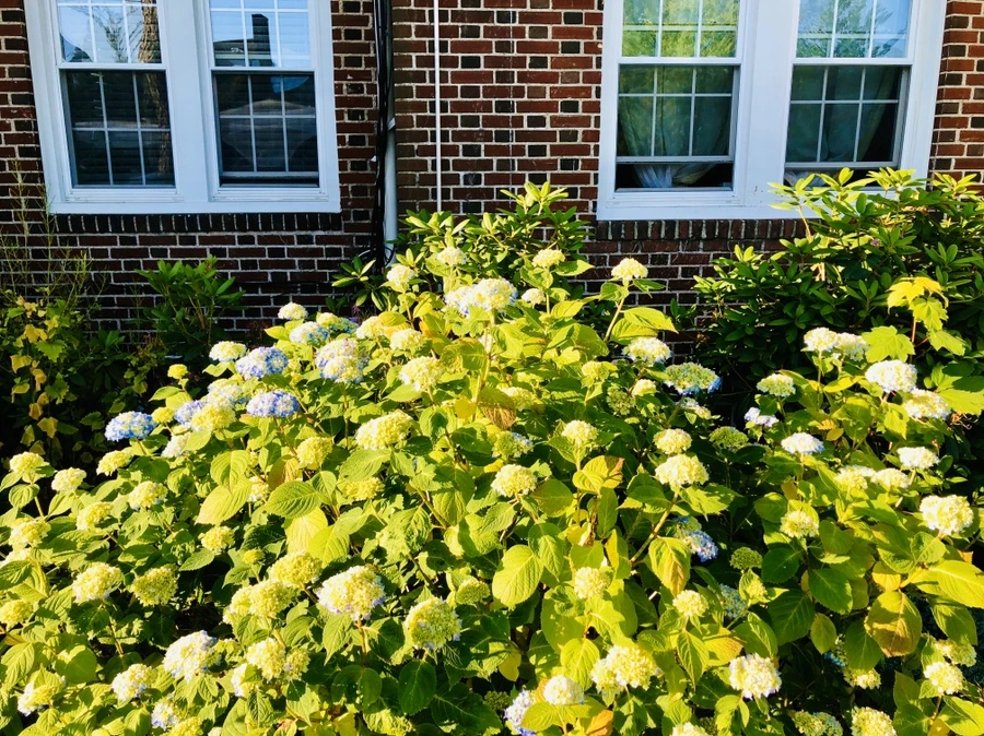 IMG_8582.jpg?type=w966